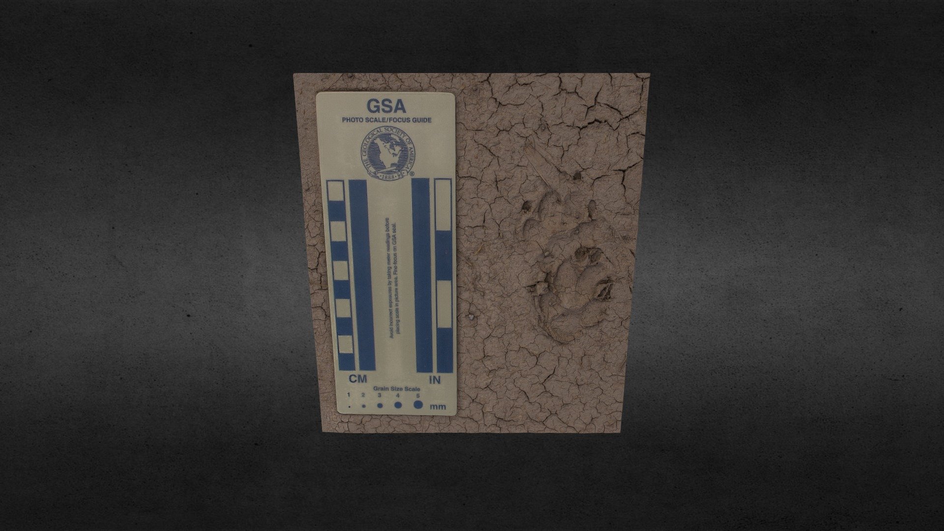 Wetland Park Canine Tracks