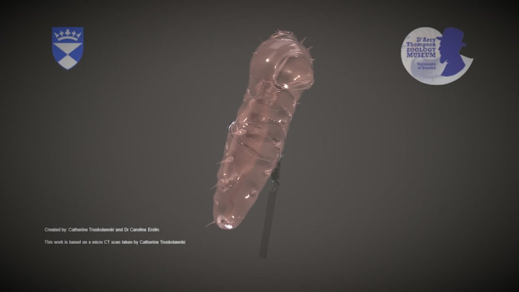 Blaschka Glass Model of a Syllid Worm