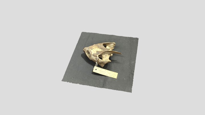 Snapping Turtle Skull 3D Model