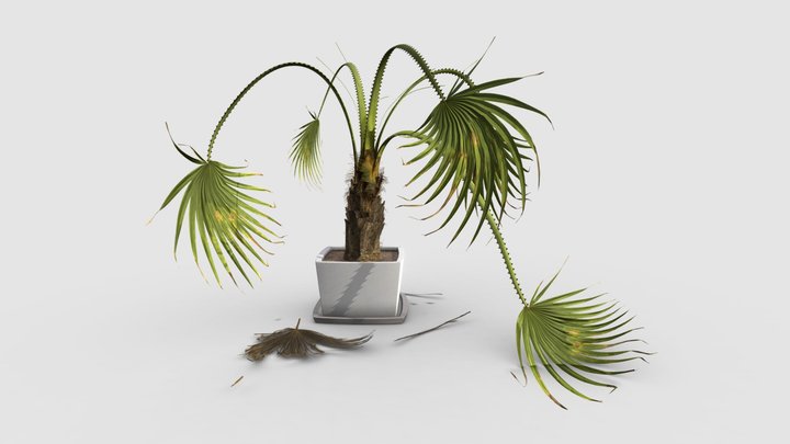 Livistona palm 3D Model