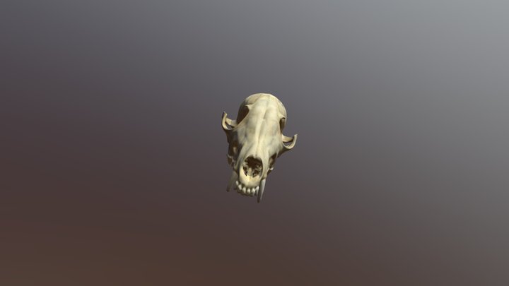 Scanned Fox Head 3D Model