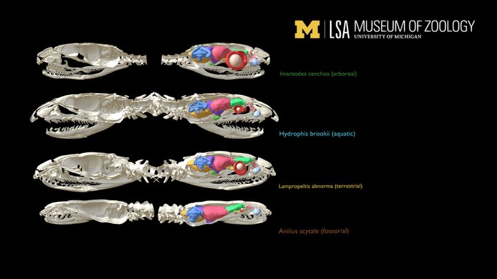 Snake skulls across habitats 3D Model