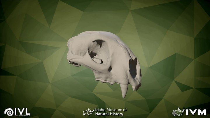 IMNH R-27 Mountian Lion Cranium