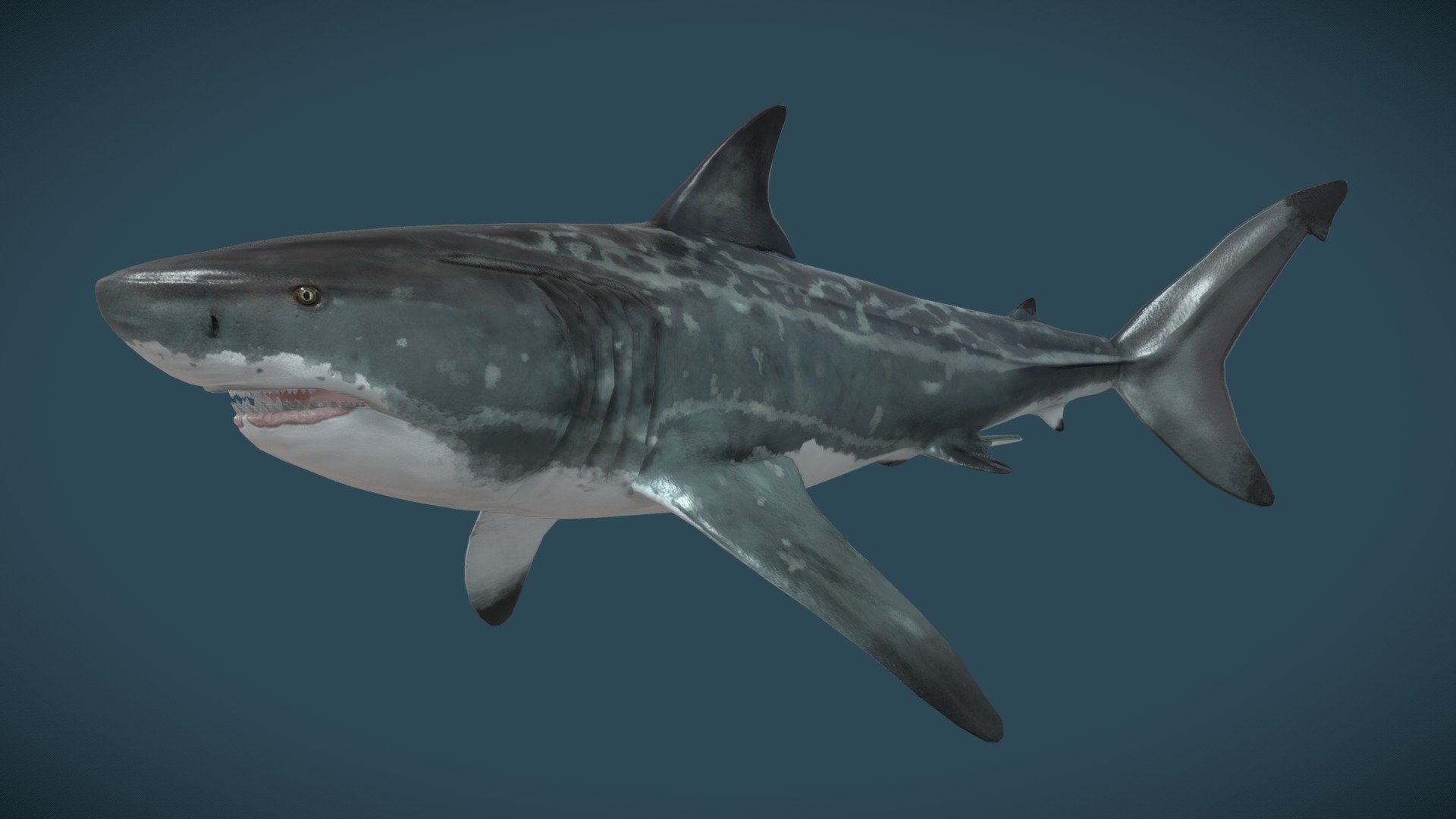 otodus megalodon - 3D model by Major [7ba3841] - Sketchfab