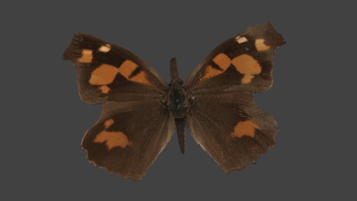 Libythea Celtis – Modello 3D gratuito STL