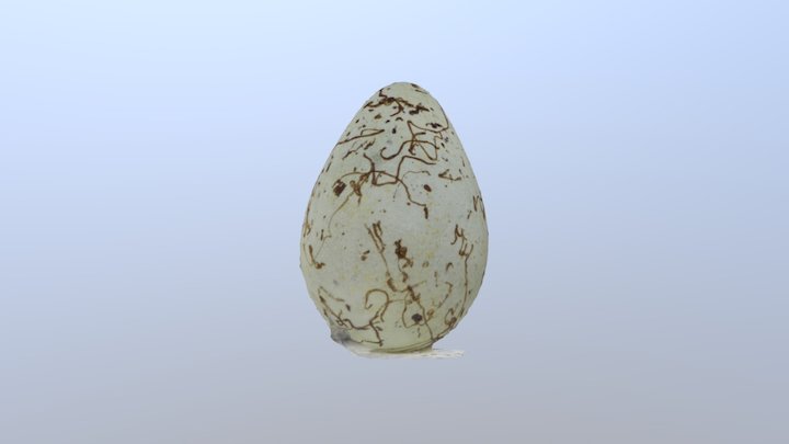 Guillemot Egg 3D Model