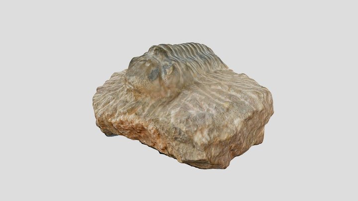 Trilobite 3D Model