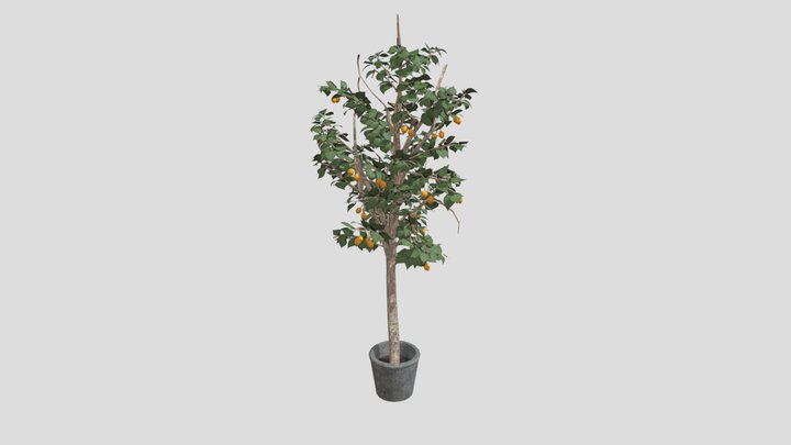 lemon tree 3D Model