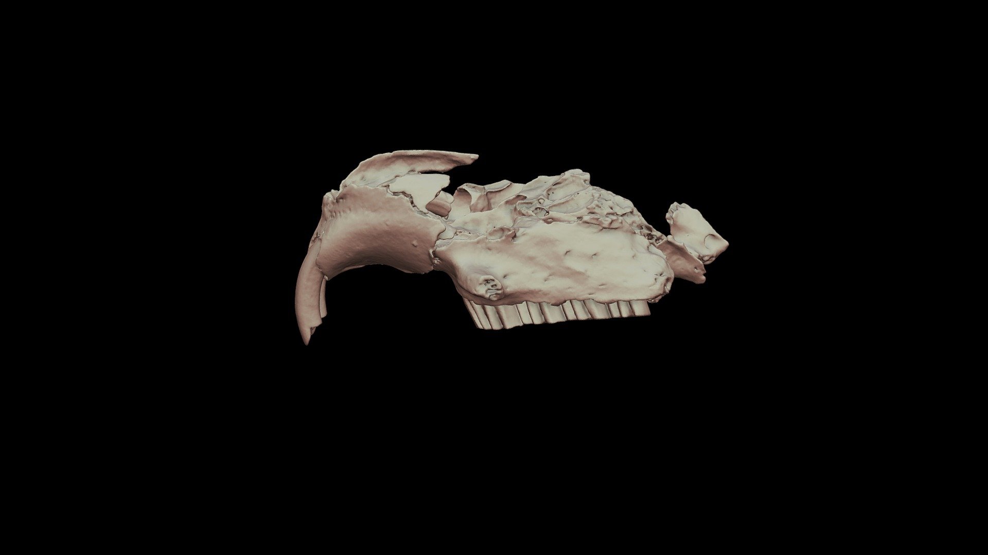 Rhizoplagiodontia lemkei — Sketchfab embed 3D viewer
