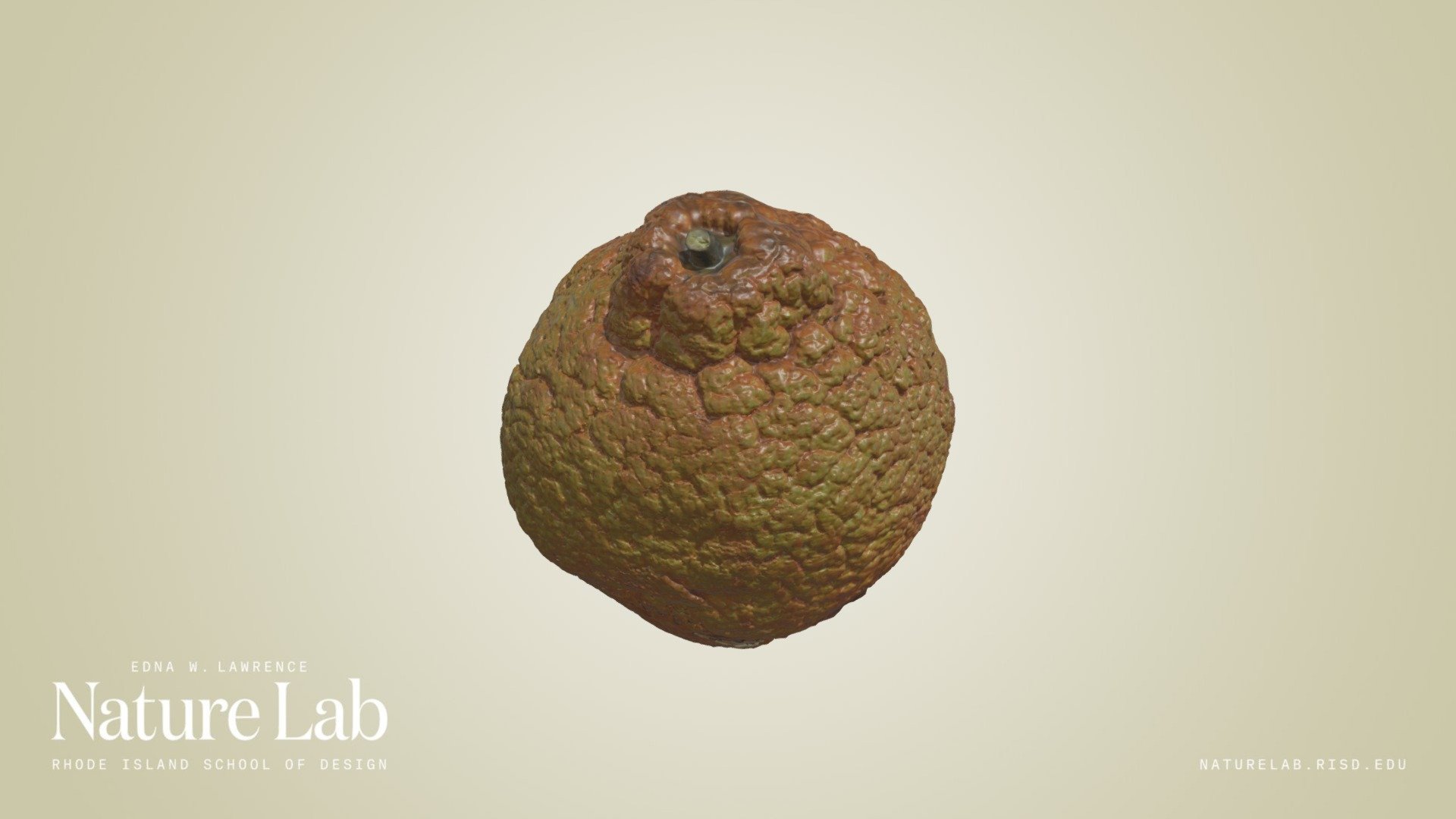 Dried Orange