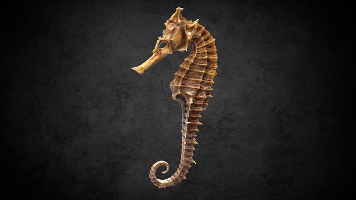 Seahorse – Modèle 3D gratuit STL
