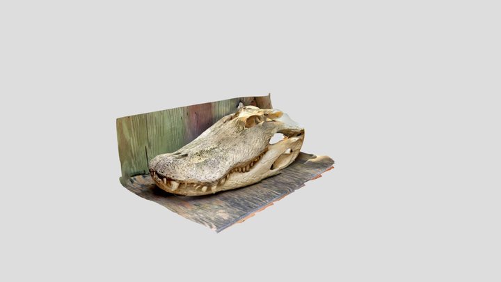Alligator 3D Model