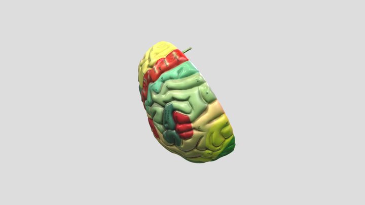 Half Brain Static 3D Model