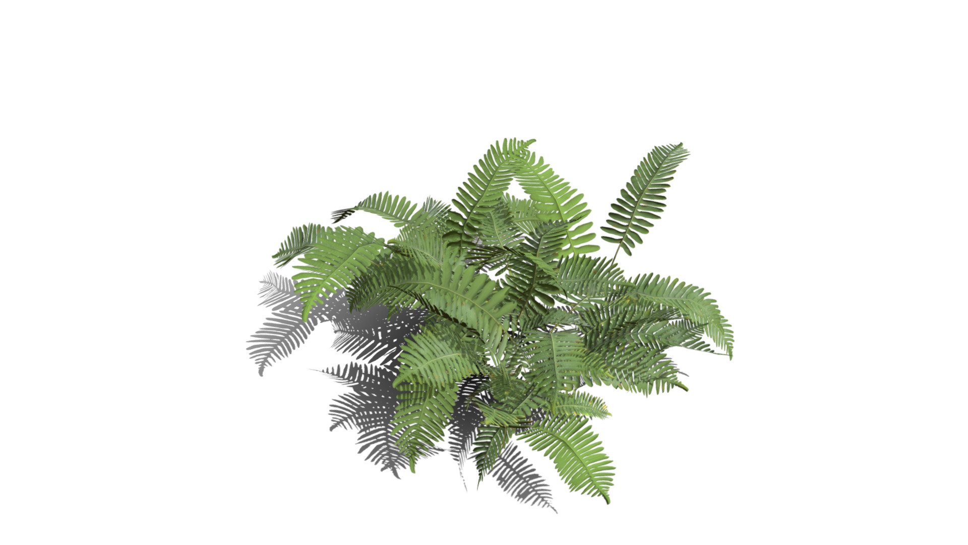 Realistic HD Common polypody fern (33/55) - Buy Royalty Free 3D model ...