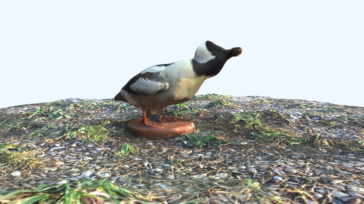 Bufflehead 3D Model