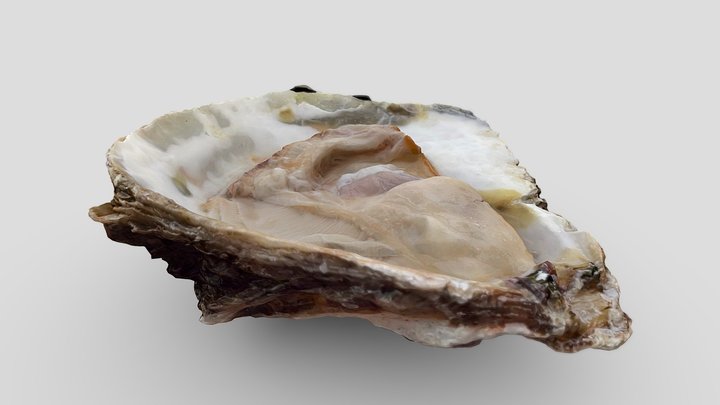 Oyster plate from Cancale Bretagne 3D Model