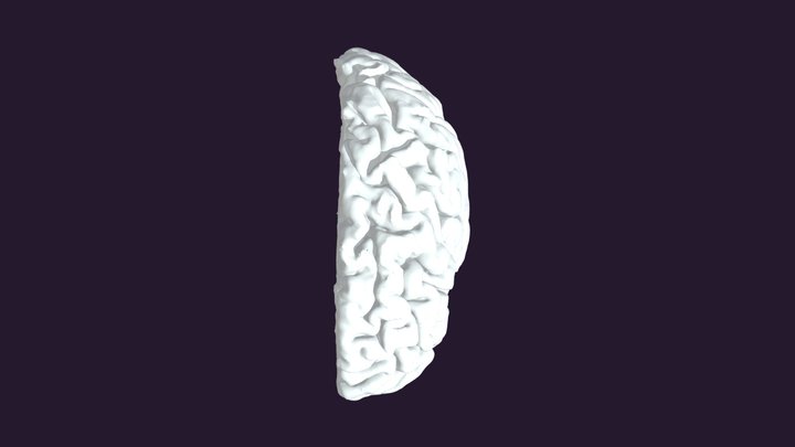 Brain AR Project 3D Model