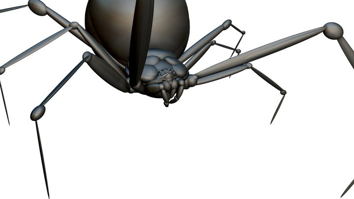 Black Widow Spider 06 3D Model