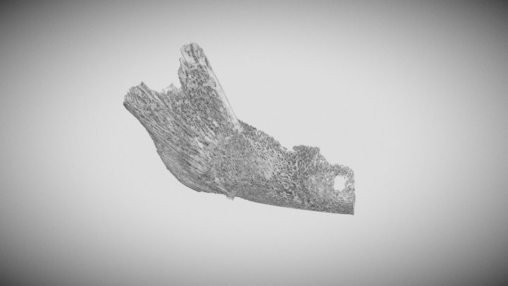 Mandibula de Feto Humano de 24 semanas 3D Model