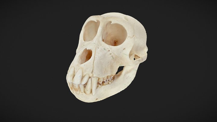 Oatland Wildlife - Primate Skull Photogrammetry 3D Model