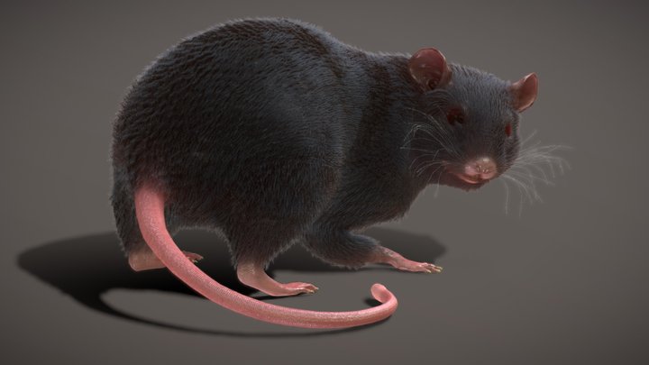Rat Rigged Animated PBR real-time Fur. 3D Model