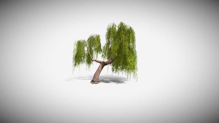 Willow Tree 3D Model