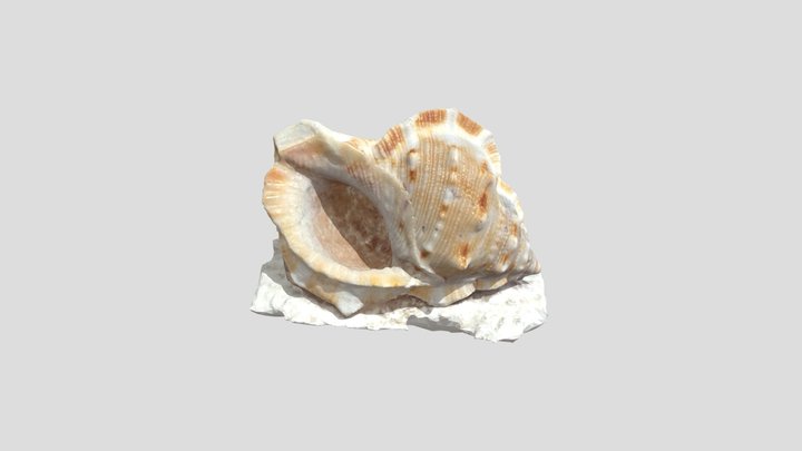 Seashell 3D Model