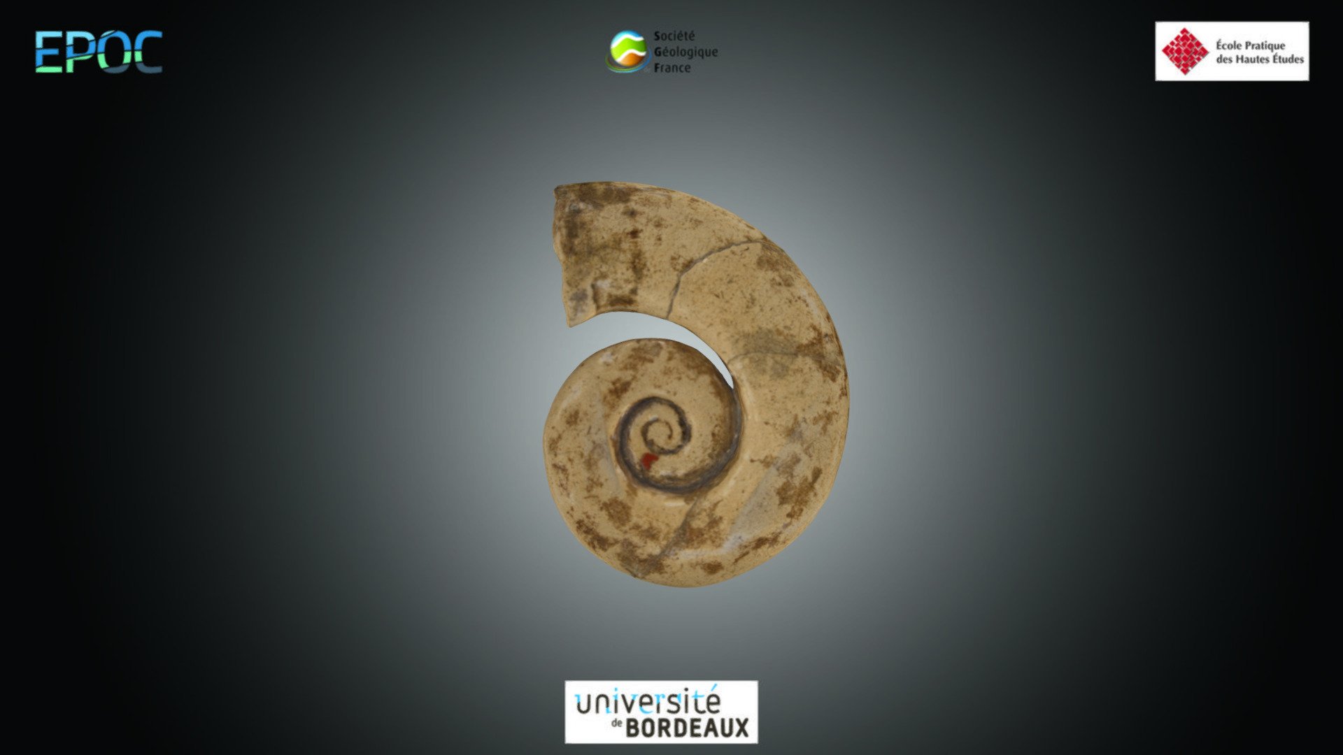 Ammonite - Crioceras sp.