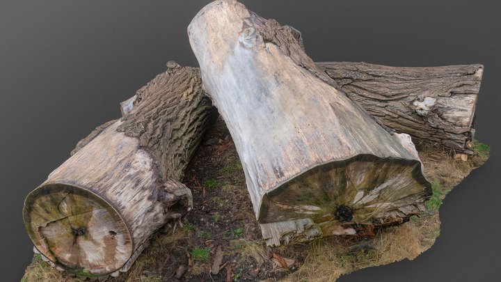 Thick ash tree trunks – Free 3D Model STL