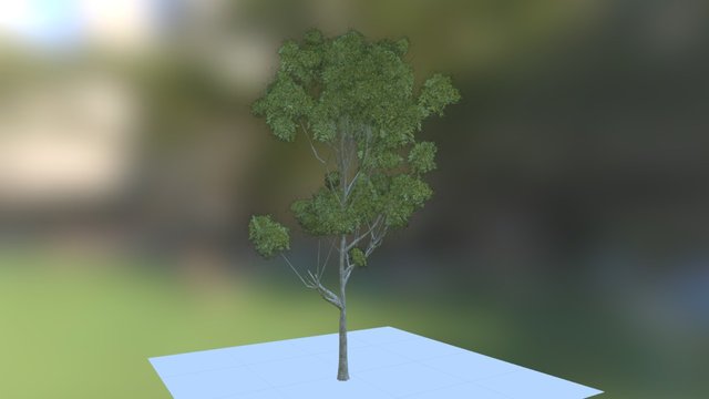 Black Gum (4023 Polys) Height 70 feet 3D Model