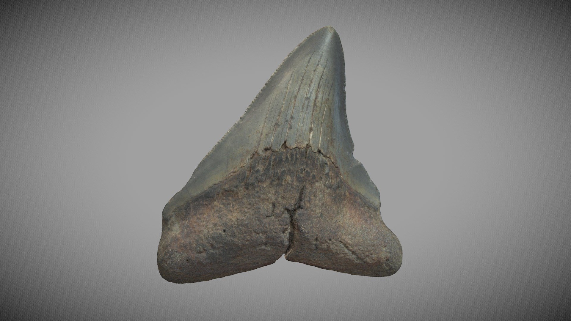 Diente de Megalodon — Sketchfab embed 3D viewer
