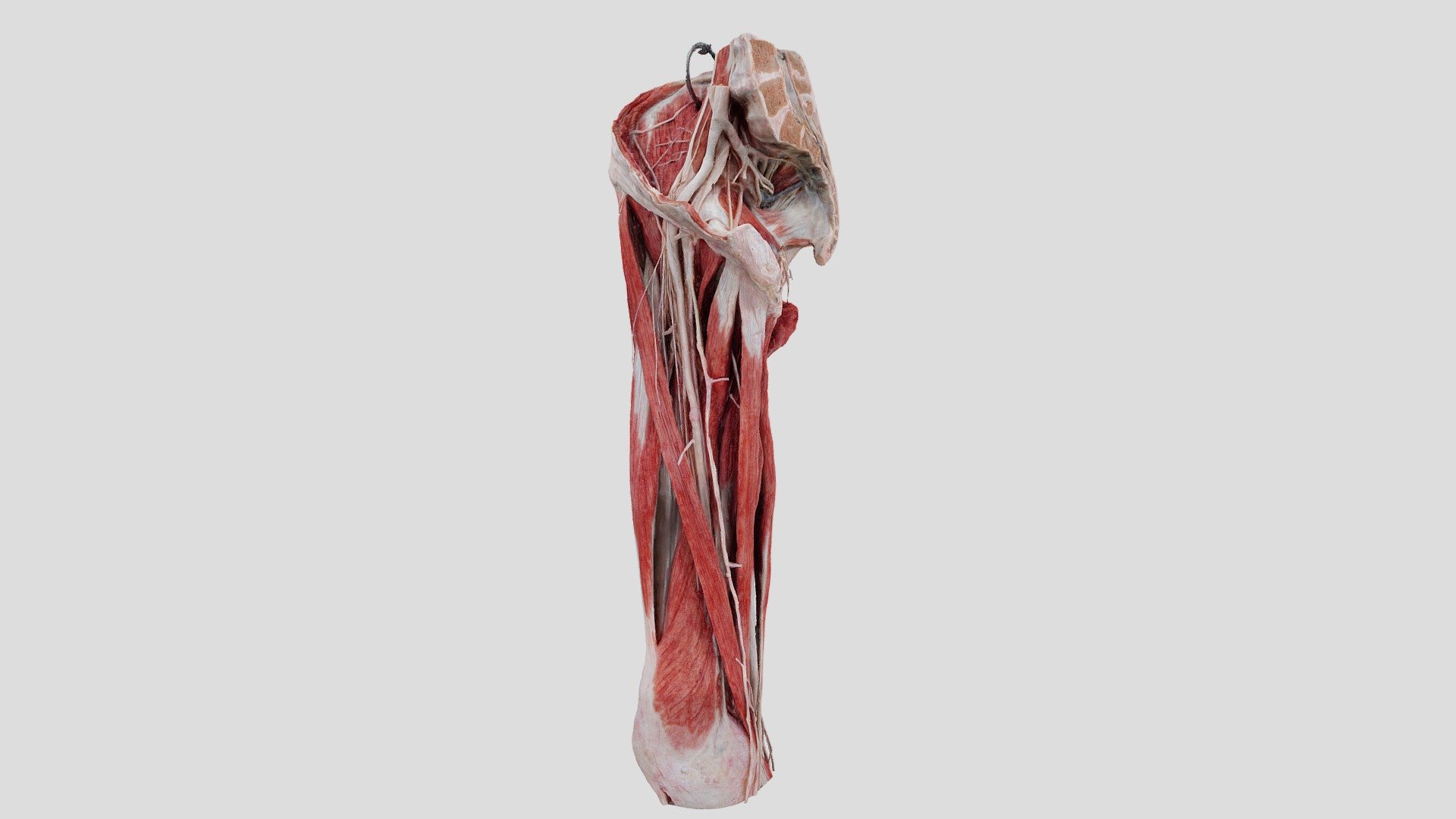 DK - femur - 3D model by kucharm [7be2118] - Sketchfab
