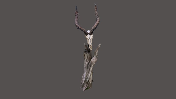 Impala skull - with STL File