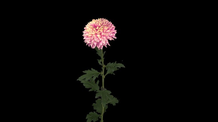 I118 3D Model