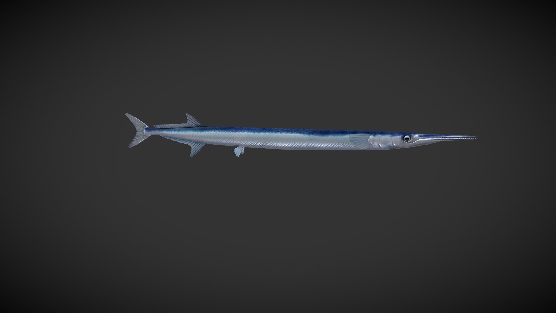 3D model swordfish - This is a 3D model of the swordfish. The 3D model is about a white and blue sword.