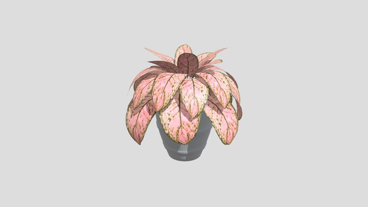Aglonema V2
