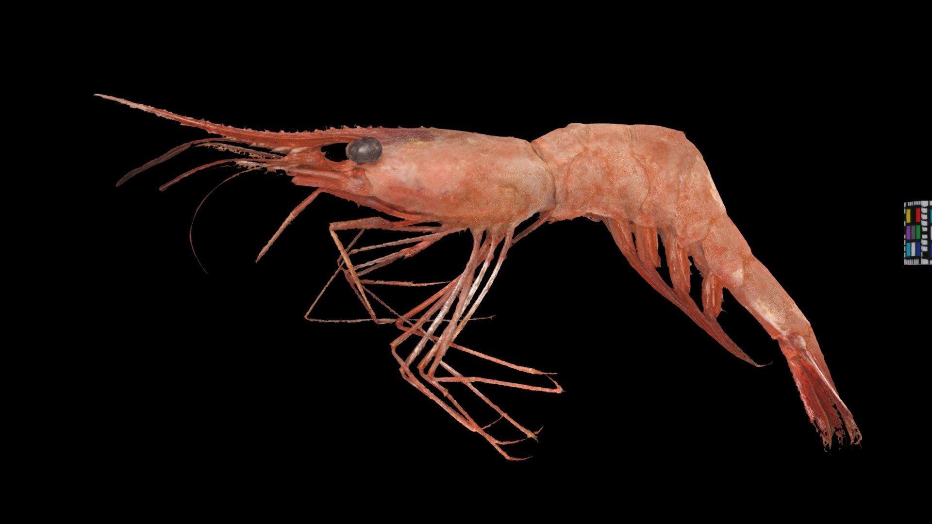 ホッコクアカエビ Alaskan Pink Shrimp, Pandalus eous