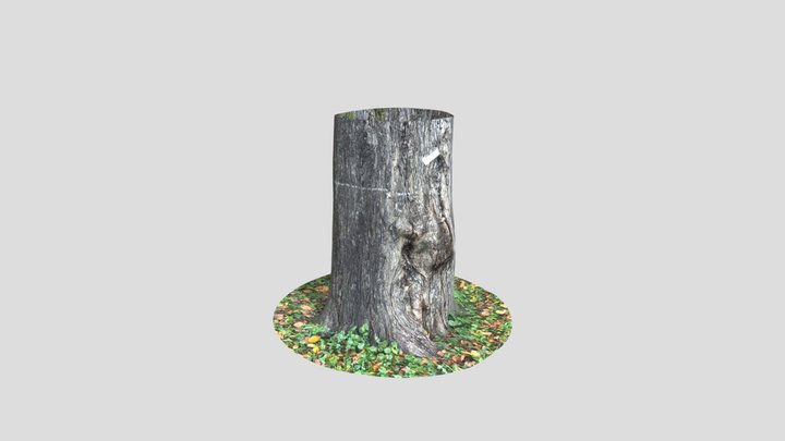 wiąz szypułkowy ( Ulmus laevis ) 3D Model