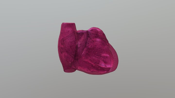 Ventricular contraction test 3D Model