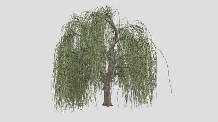 Weeping Willow Tree 3D Model