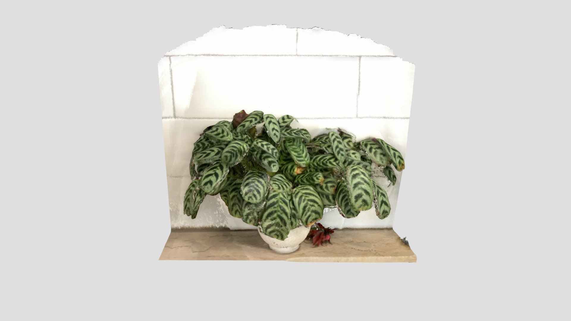 Prayer plant (Calathea)