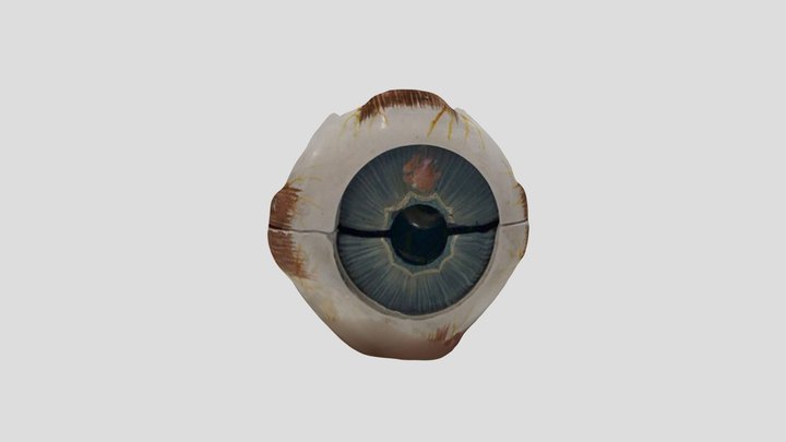 Extra-Ocular Muscles of Orbit 3D Model