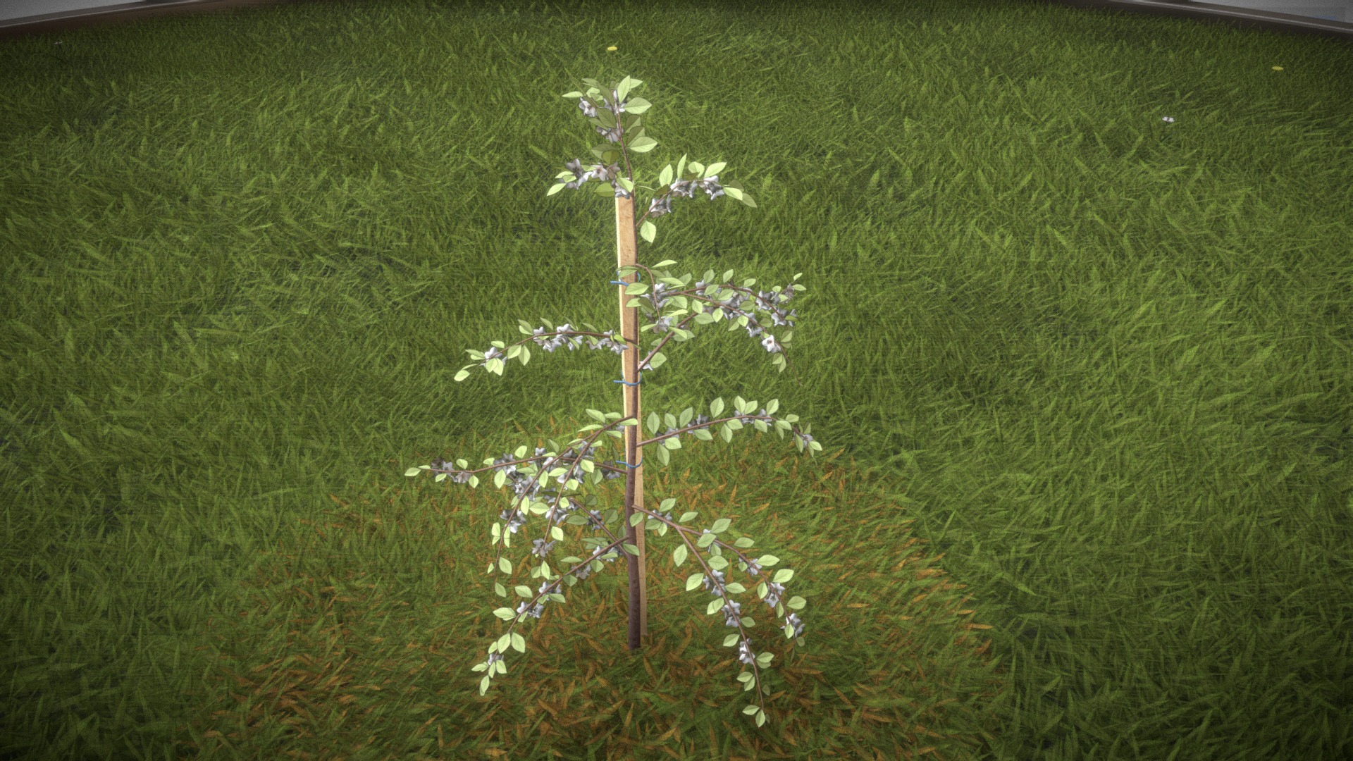 3D model Plum Tree 2m – Spring Season. - This is a 3D model of the Plum Tree 2m - Spring Season.. The 3D model is about a small tree in a grassy field.