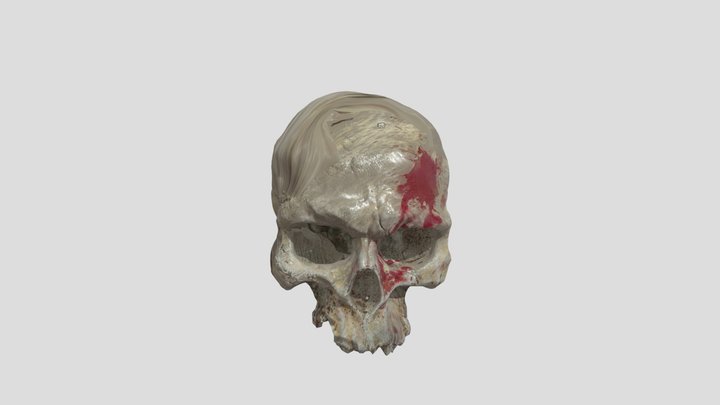 Skull 3D Model