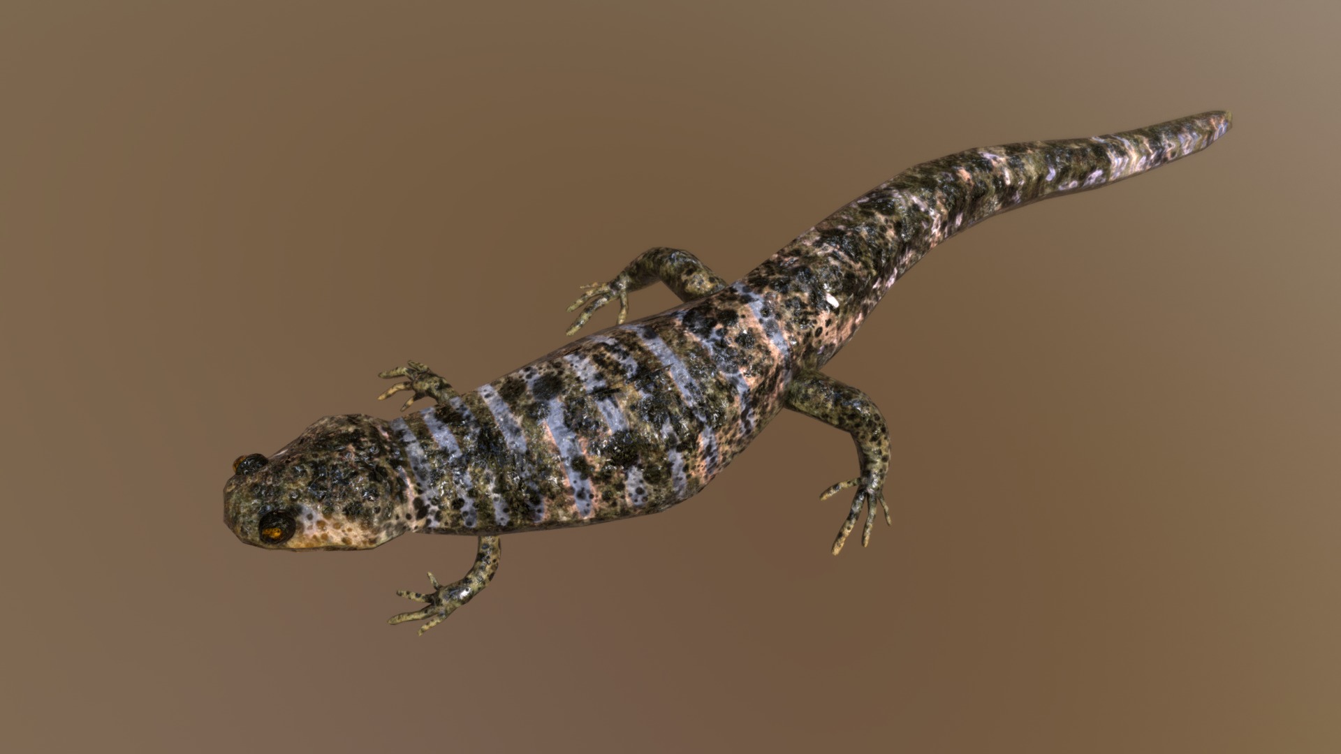 3D model Smooth Newt - This is a 3D model of the Smooth Newt. The 3D model is about a lizard on a branch.