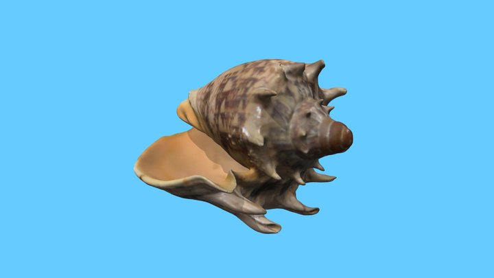 Mollusk Shell 3D Model
