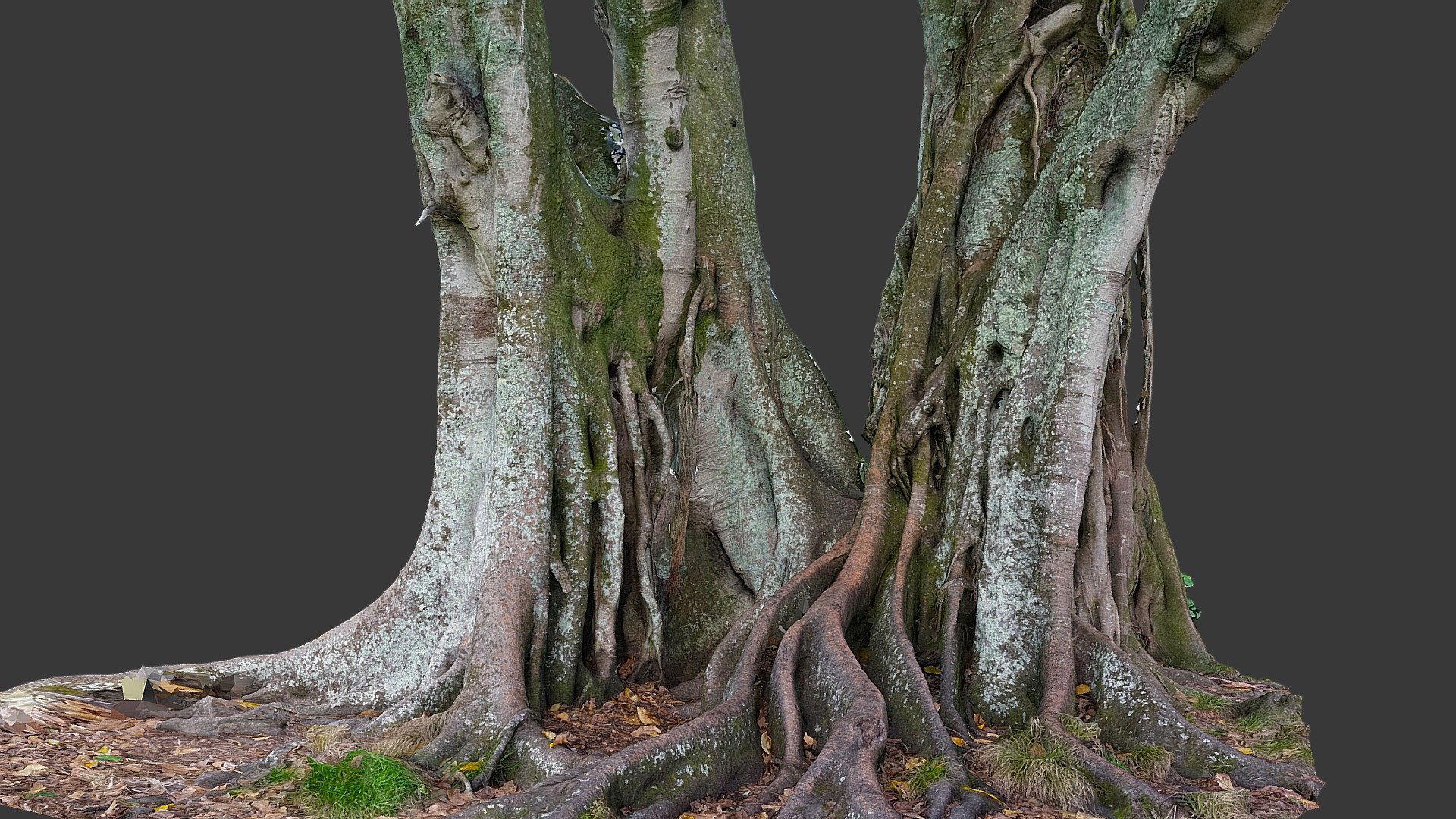 Moreton Bay Fig Tree 5