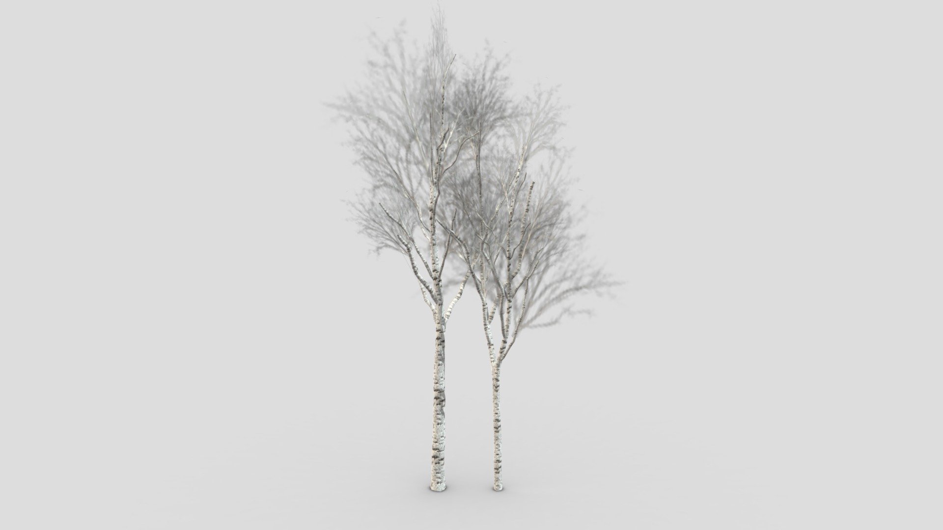 silver birch - 3D model by Jamlu69 [74450e8] - Sketchfab