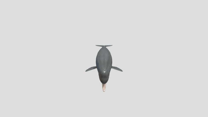 sperm_whale 3D Model