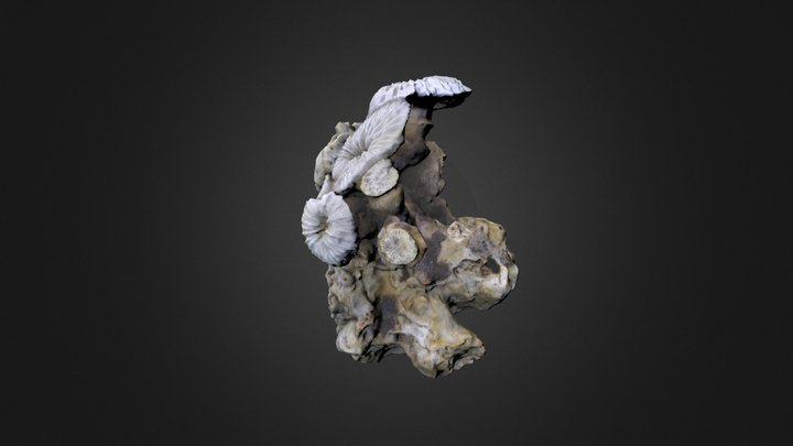 Fungus Coral: UNSM 36-10-10-43 3D Model